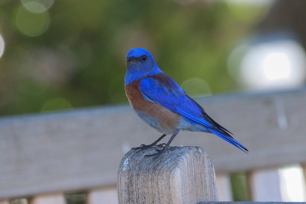 Western Bluebird - Russell Campbell