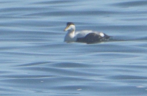 Common Eider - ML617165543