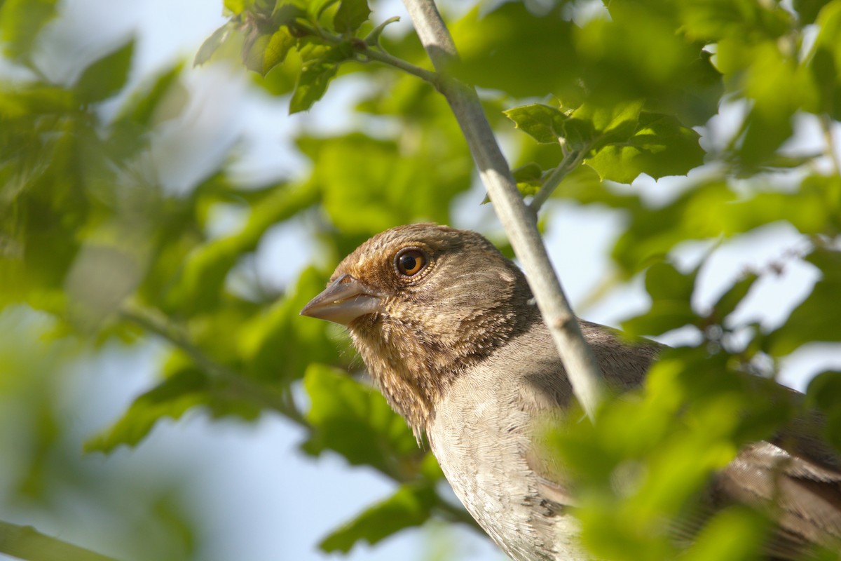 California Towhee - ML617165550