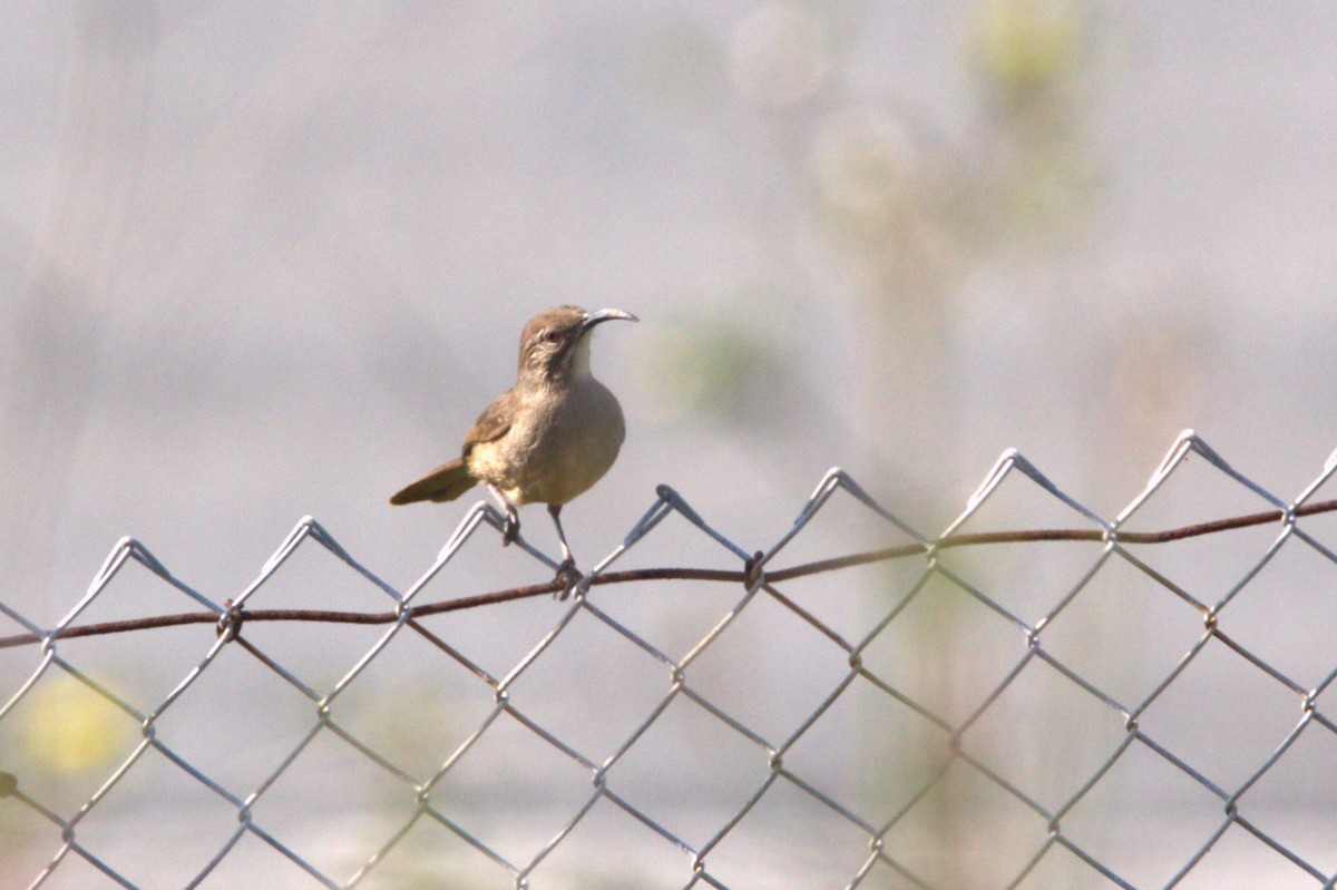 California Thrasher - ML617165567