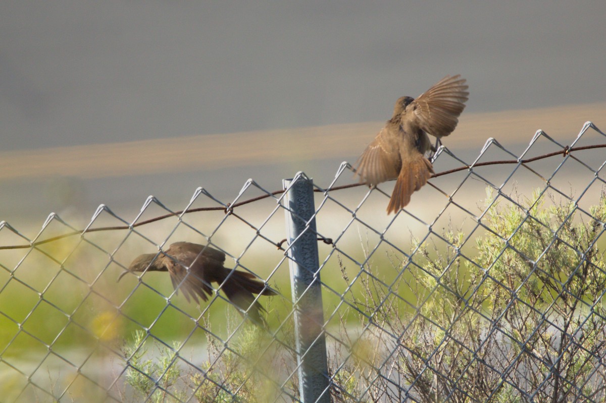 California Thrasher - ML617165568