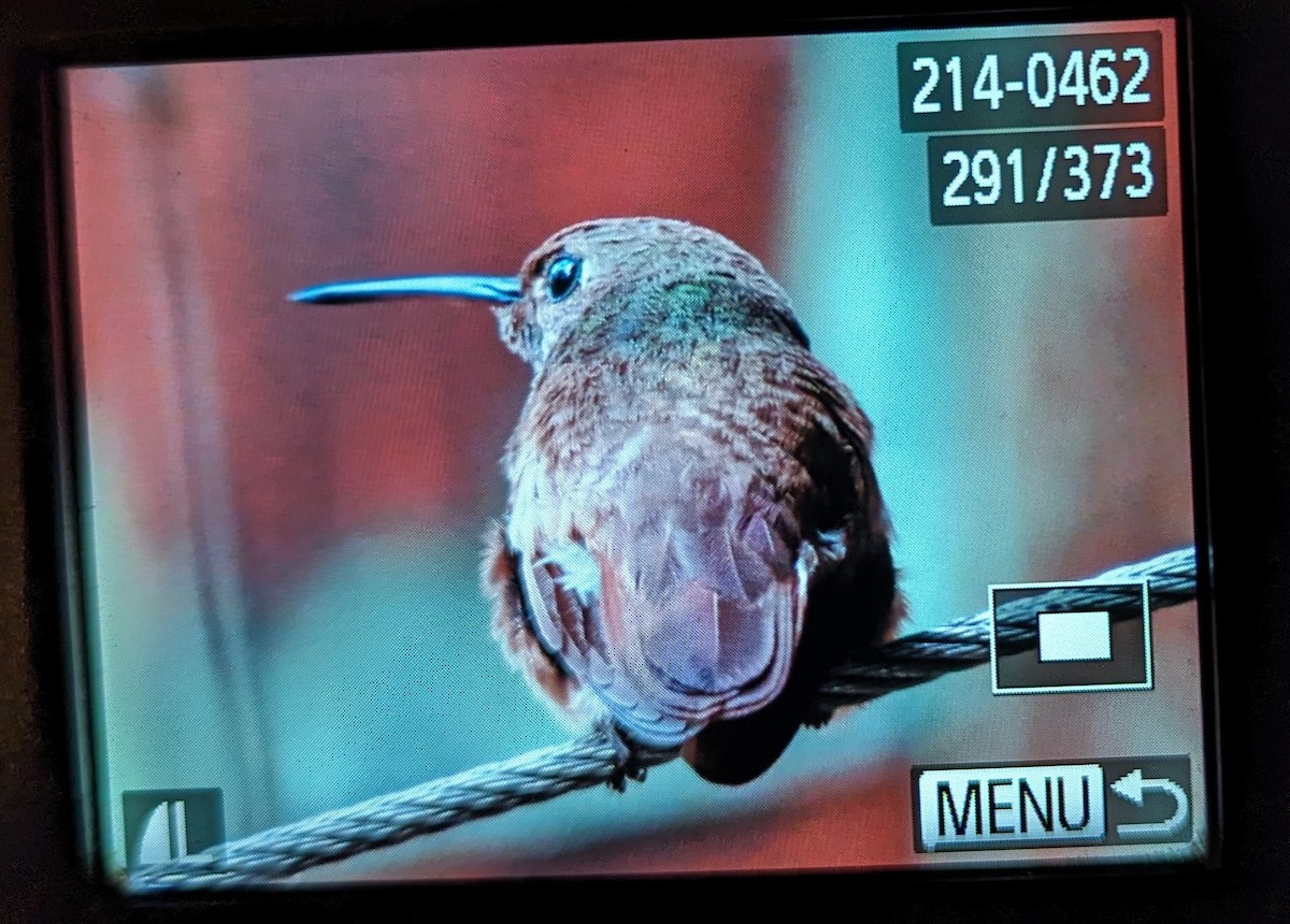 Berylline Hummingbird - Anne Geraghty