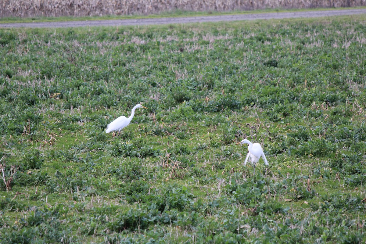 Great Egret - ML617165603