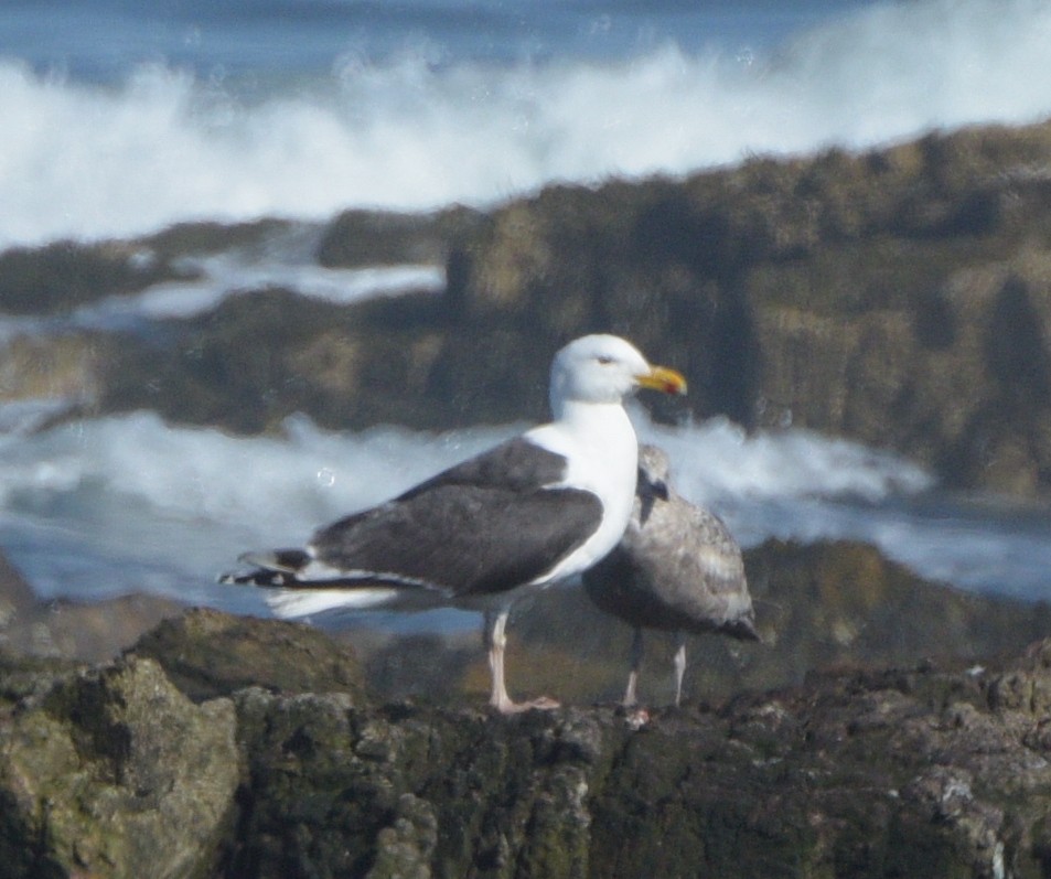 Great Black-backed Gull - ML617165636