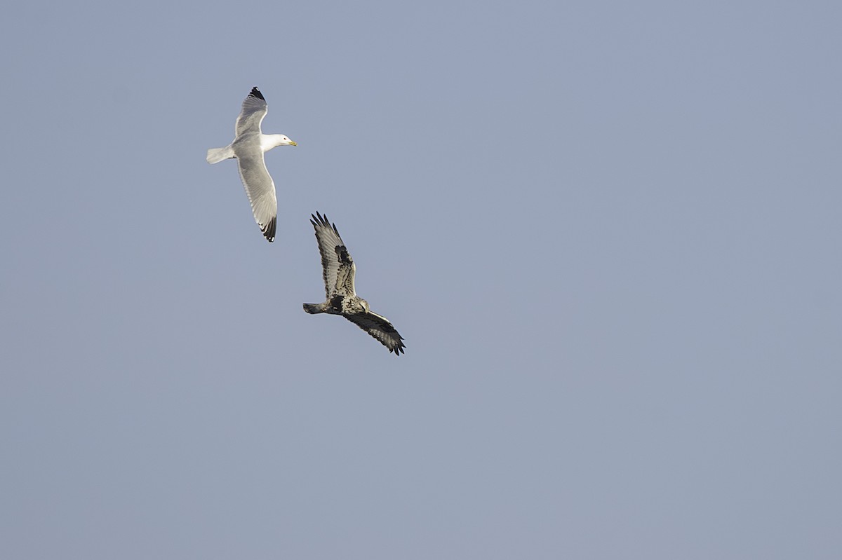 Rough-legged Hawk - ML617165645