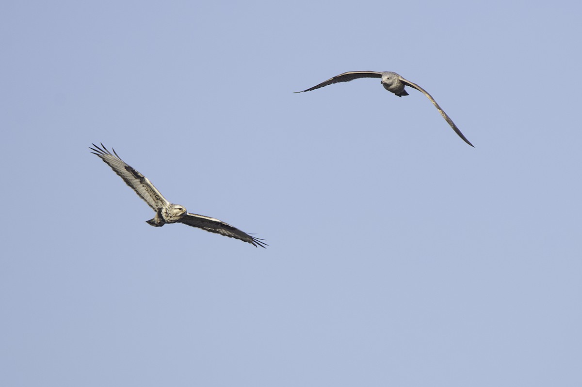 Rough-legged Hawk - ML617165646