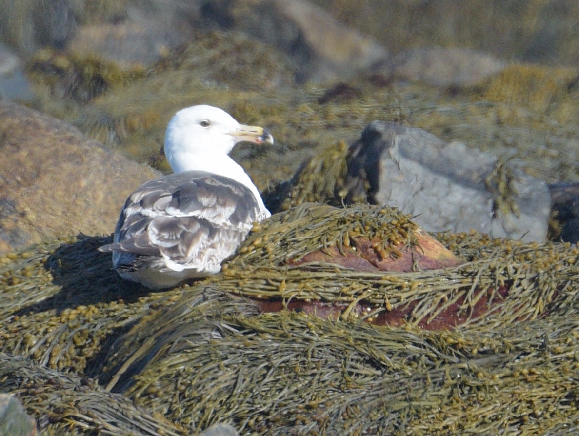 Great Black-backed Gull - ML617165650