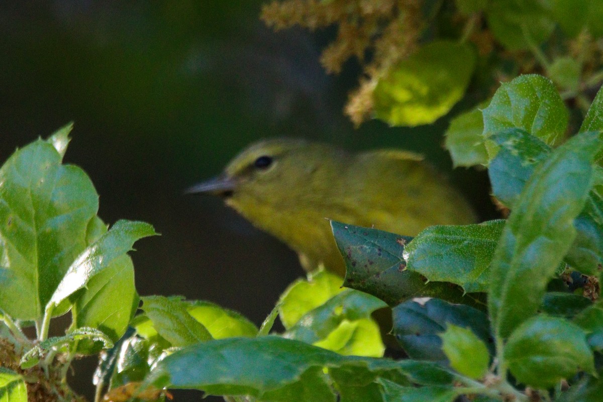 Orange-crowned Warbler - ML617165654