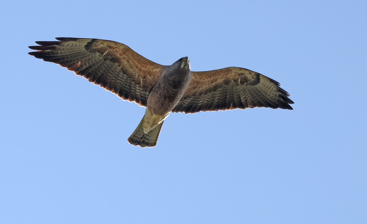 Swainson's Hawk - ML617165668