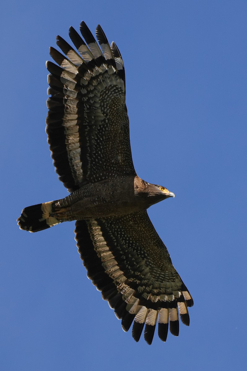 Crested Serpent-Eagle - ML617165744