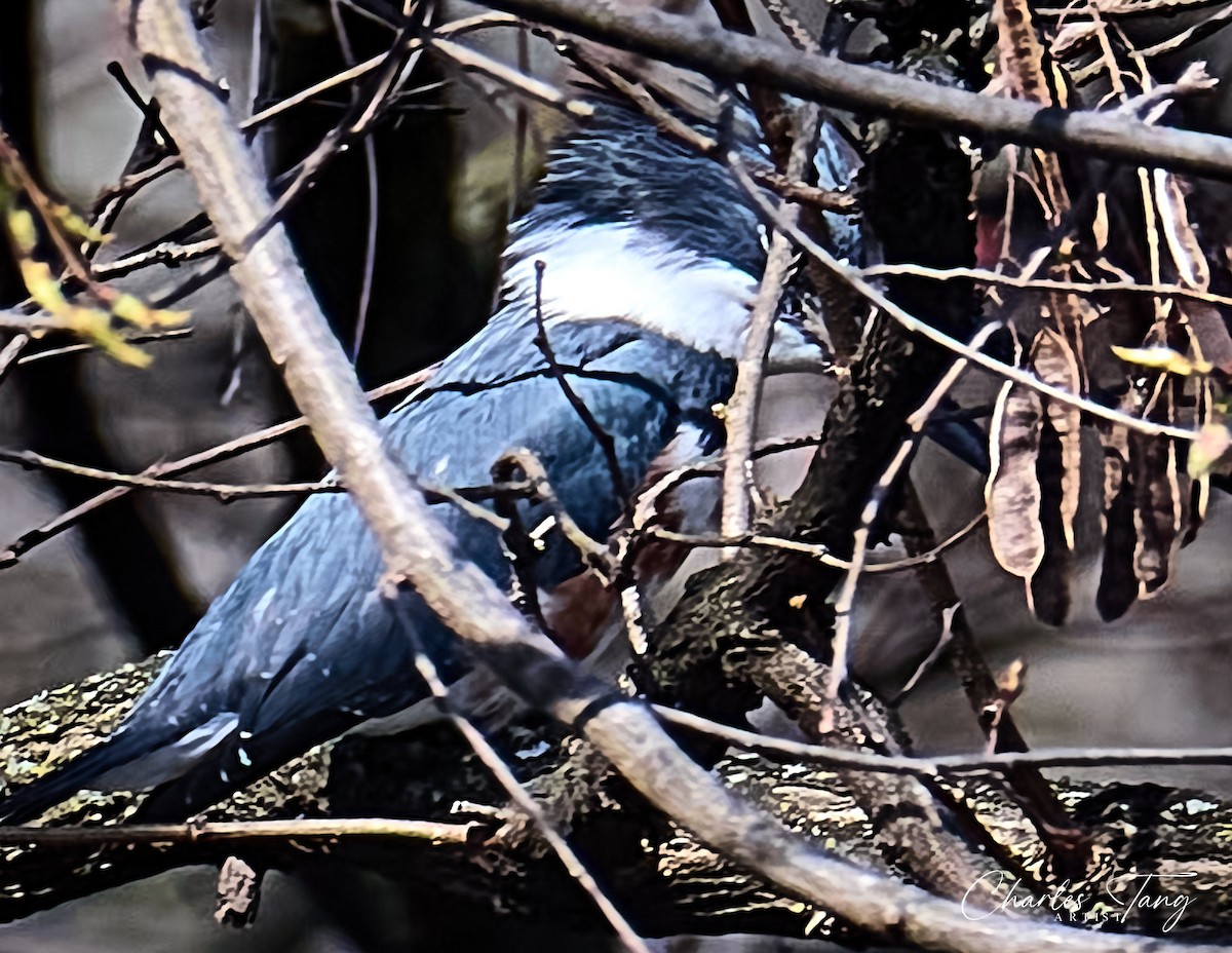 Belted Kingfisher - ML617165748