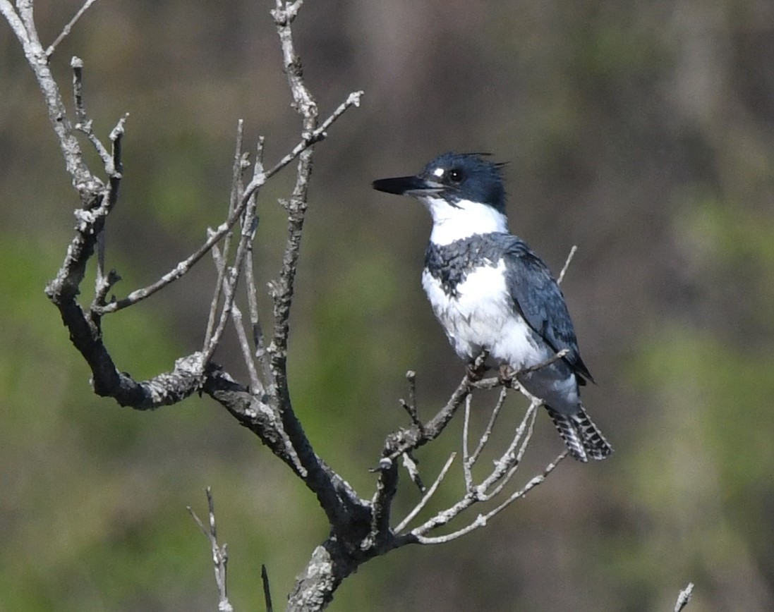 Belted Kingfisher - ML617165777