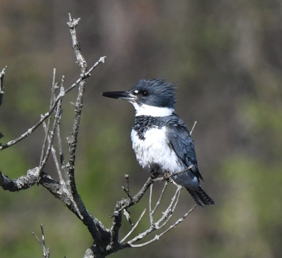 Belted Kingfisher - ML617165783