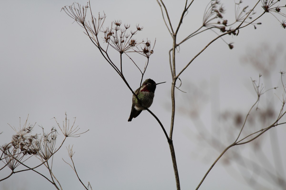 Anna's Hummingbird - ML617165789