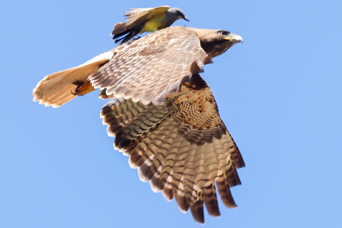 Cassin's Kingbird - ML617165825