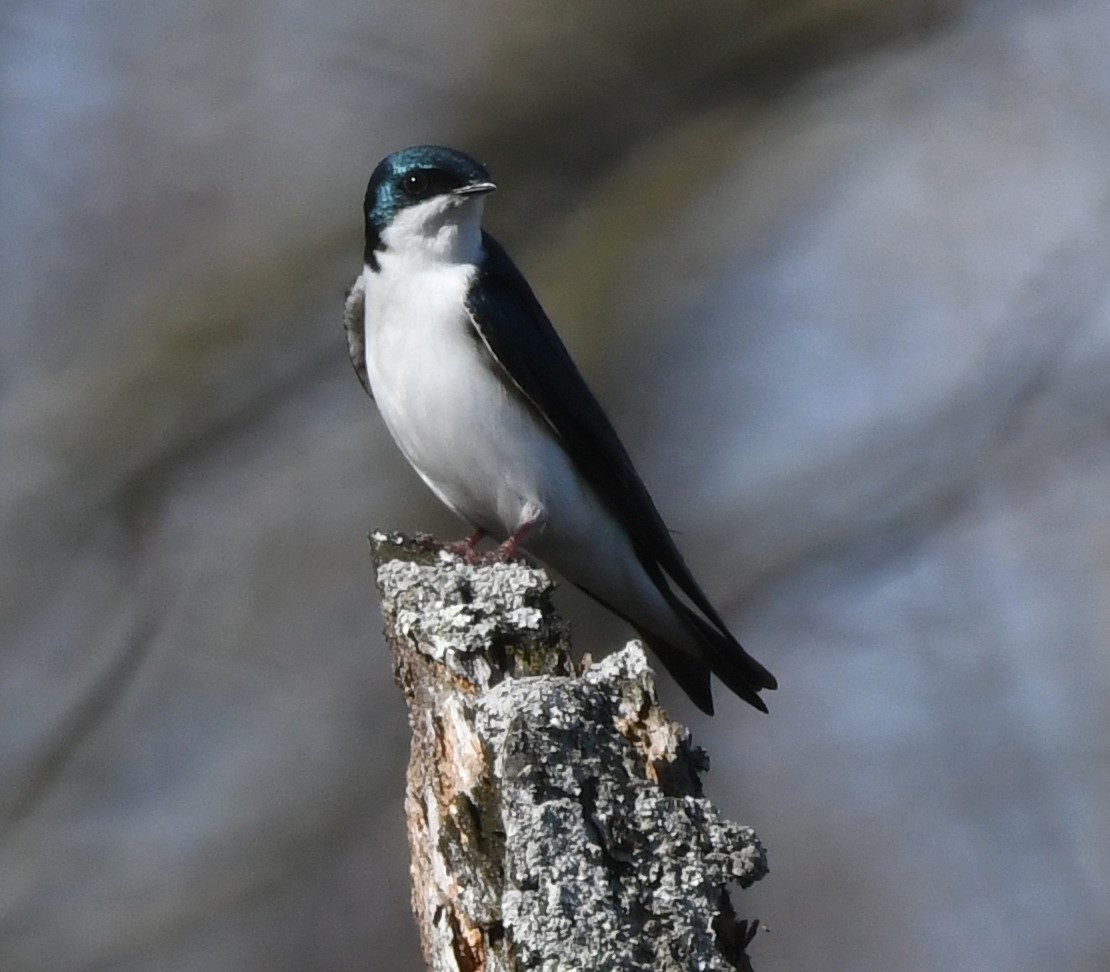 Tree Swallow - ML617165826