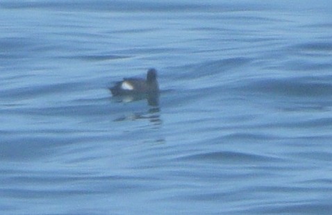 White-winged Scoter - ML617165829