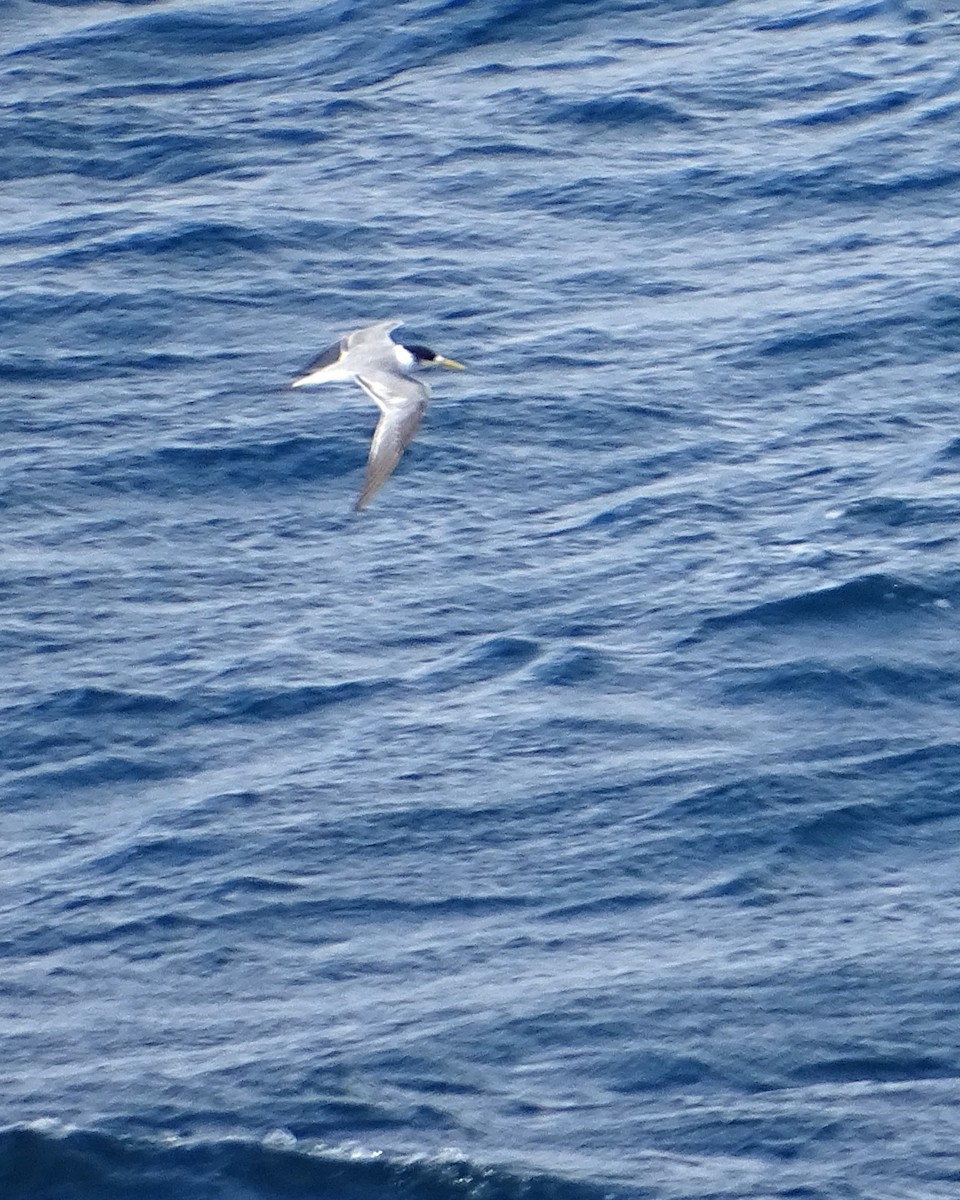 Great Crested Tern - ML617165831