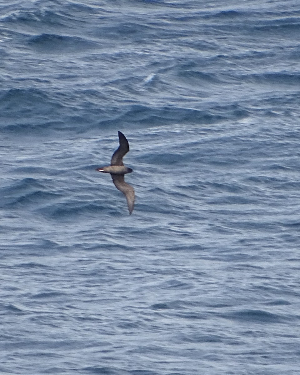 Wedge-tailed Shearwater - ML617165833