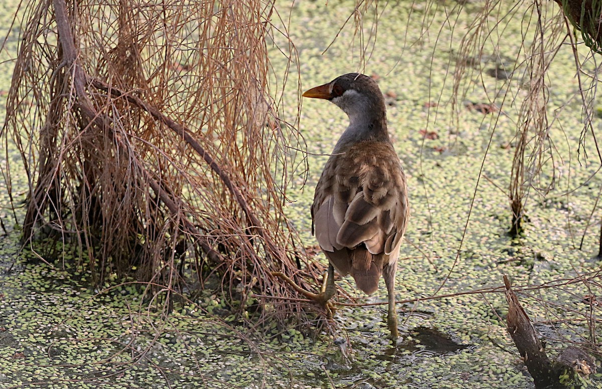 White-browed Crake - ML617165834