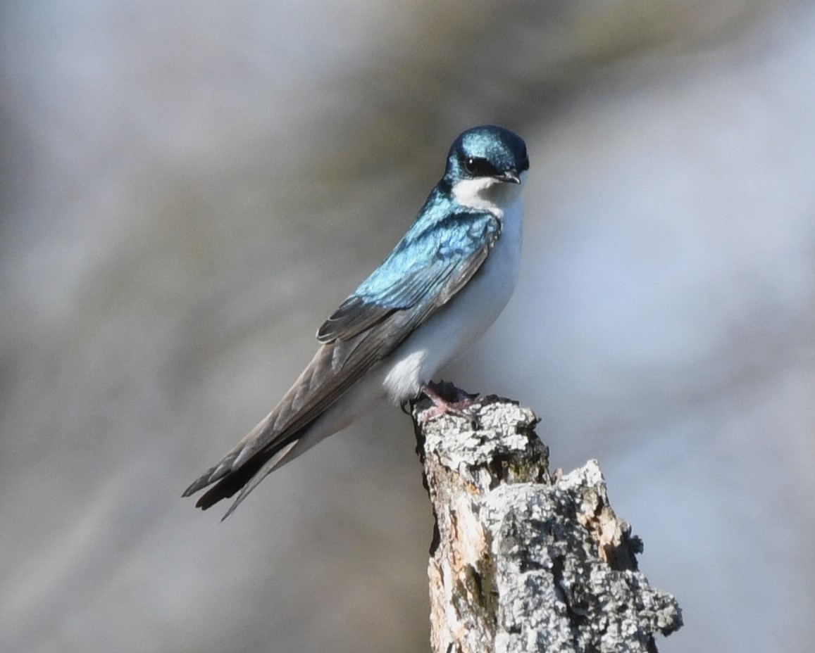 Tree Swallow - ML617165838