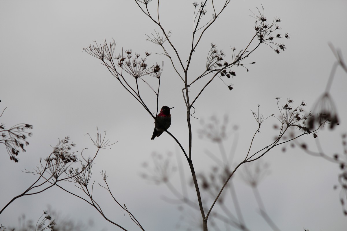 Anna's Hummingbird - ML617165854