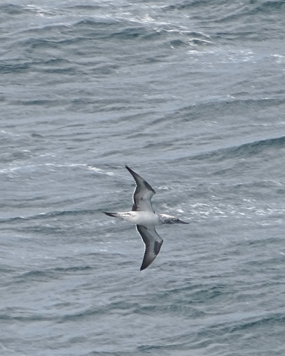 Australasian Gannet - Richard Murray