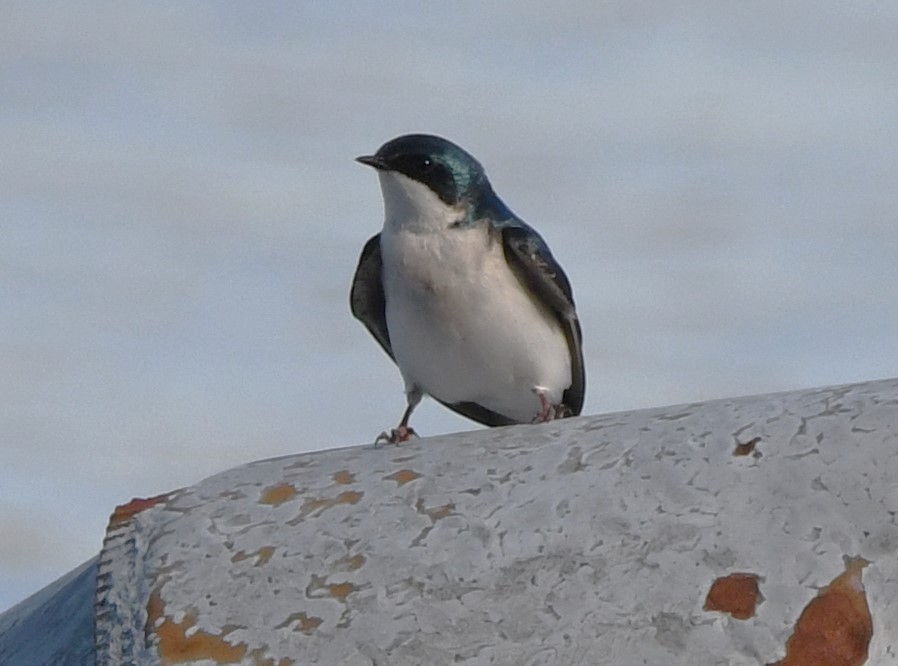 Tree Swallow - David True