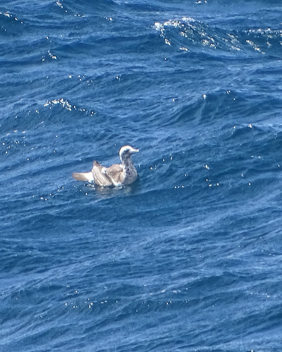 Australasian Gannet - ML617165860