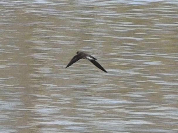 Northern Rough-winged Swallow - ML617165871