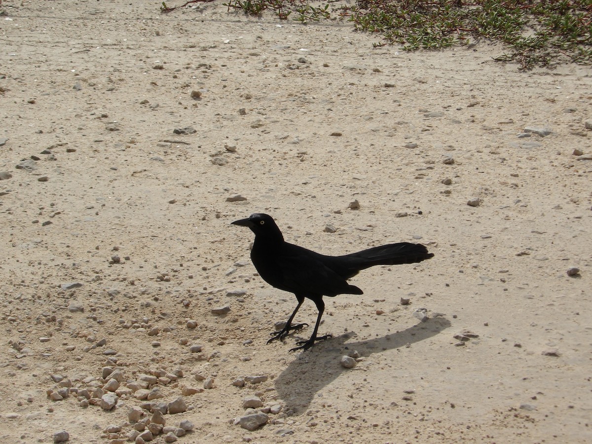 Great-tailed Grackle - ML617165875