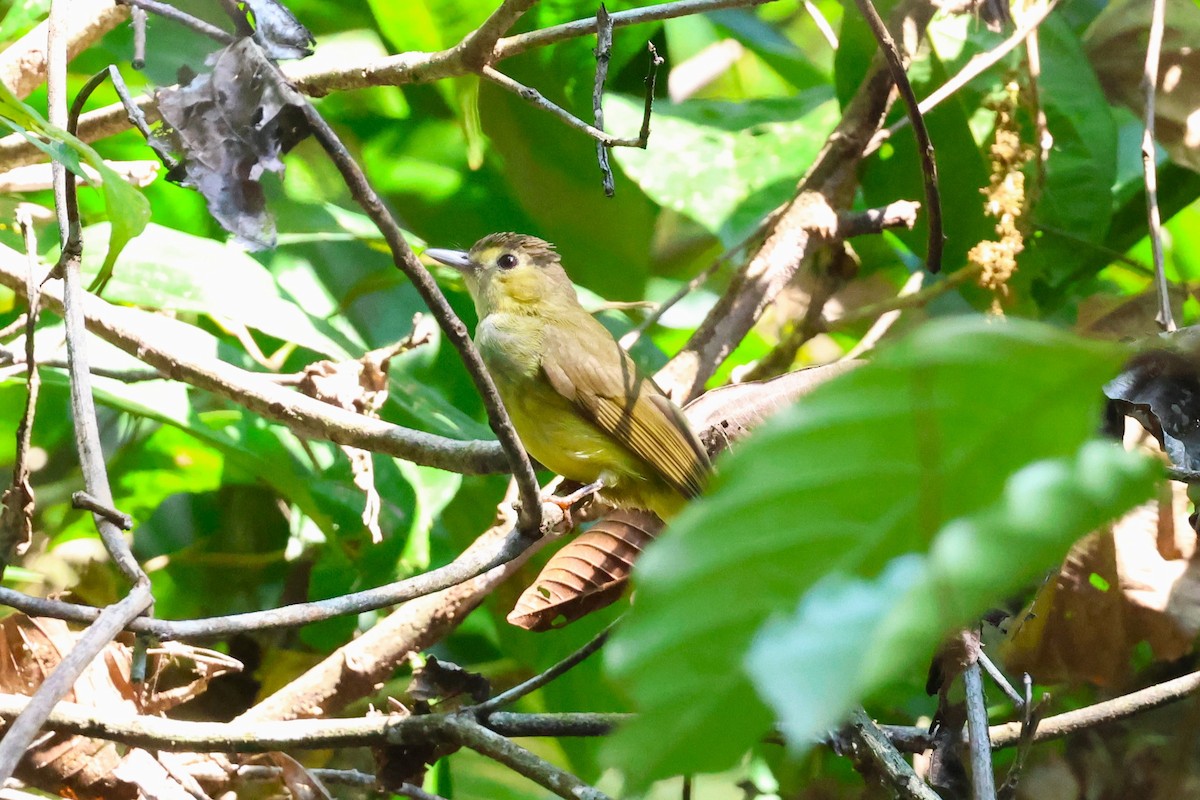 Finsch's Bulbul - ML617165878