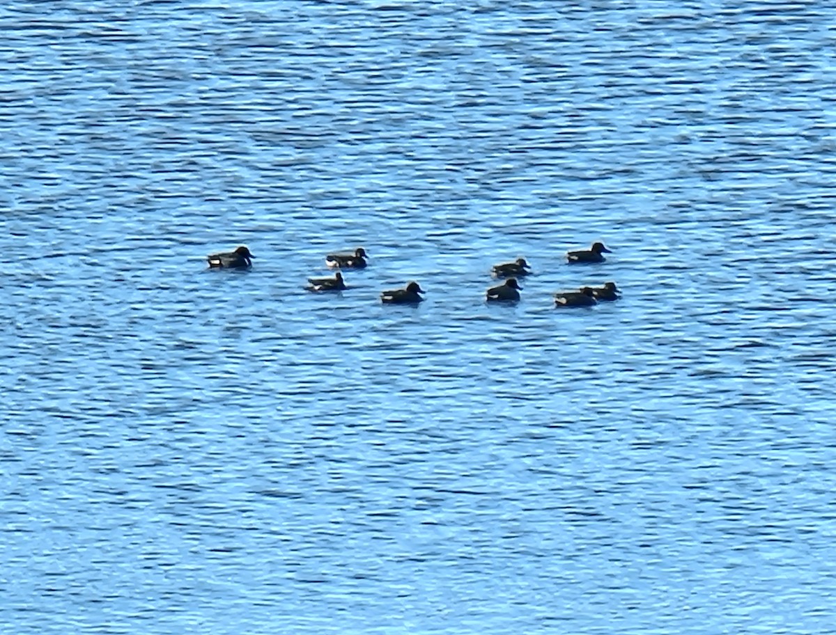 Чирянка мала - ML617165884