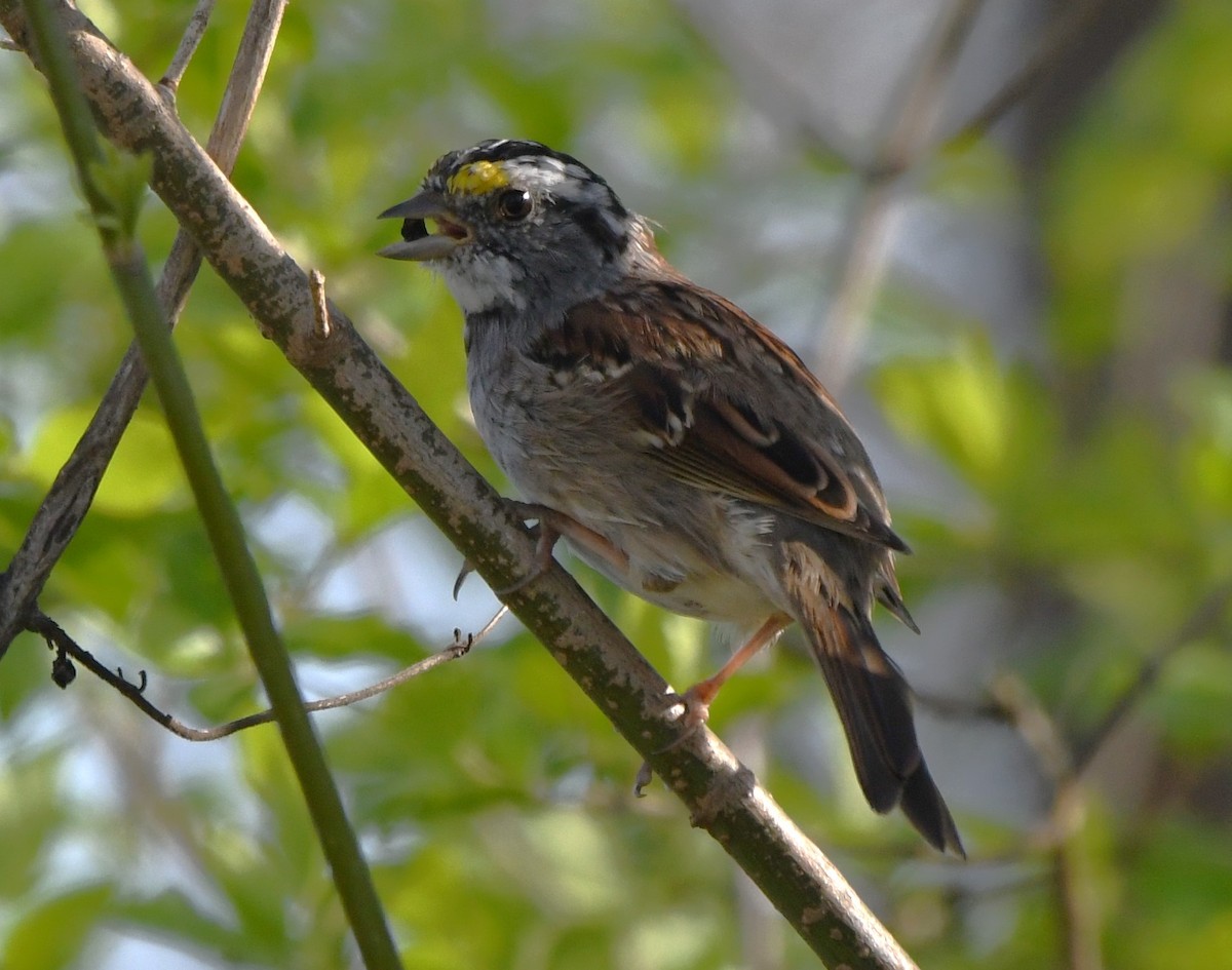 White-throated Sparrow - ML617165900