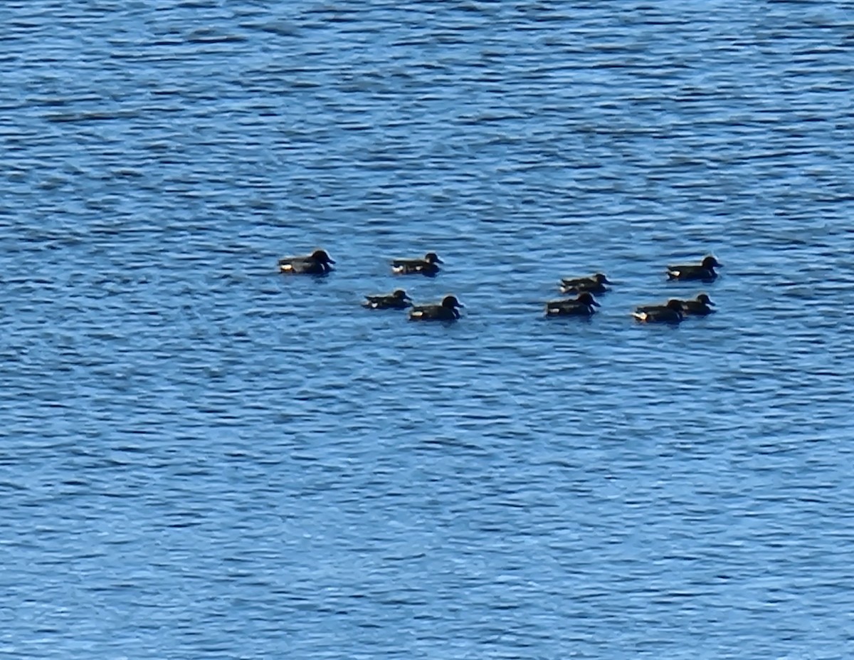 Чирянка мала - ML617165902