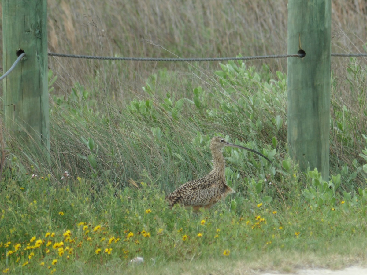 Long-billed Curlew - ML617165908