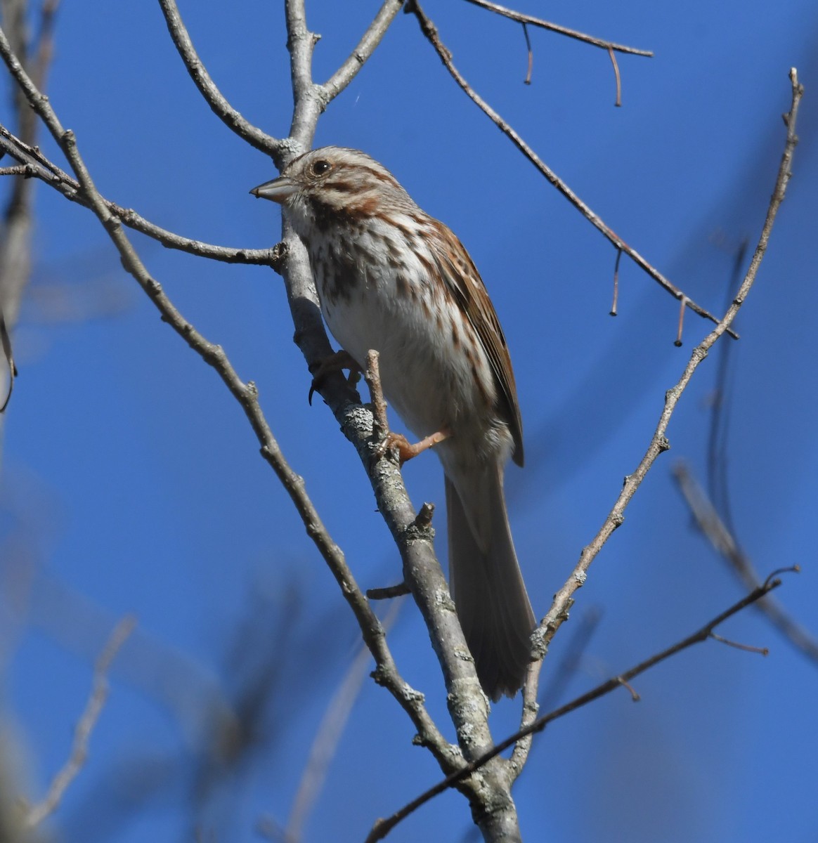 Song Sparrow - ML617165911