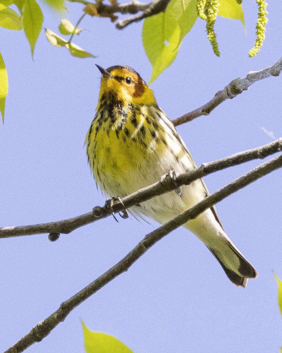 Cape May Warbler - ML617165929