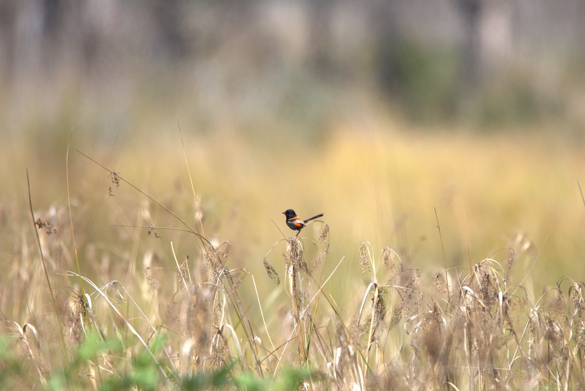 Red-backed Fairywren - Deane Smith