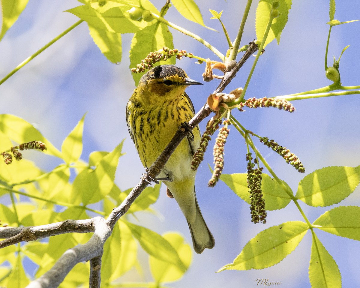 Cape May Warbler - ML617165933