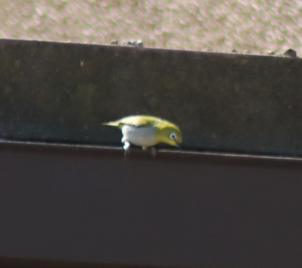 Swinhoe's White-eye - ML617165934