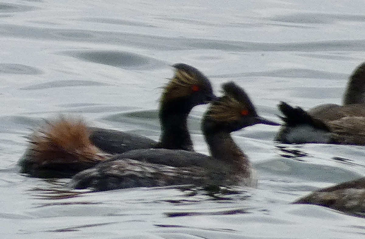 Eared Grebe - ML617165940