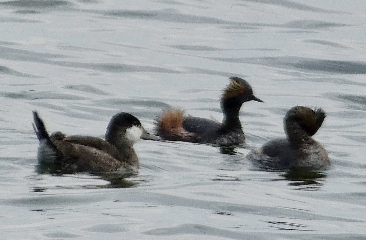 Eared Grebe - ML617165942