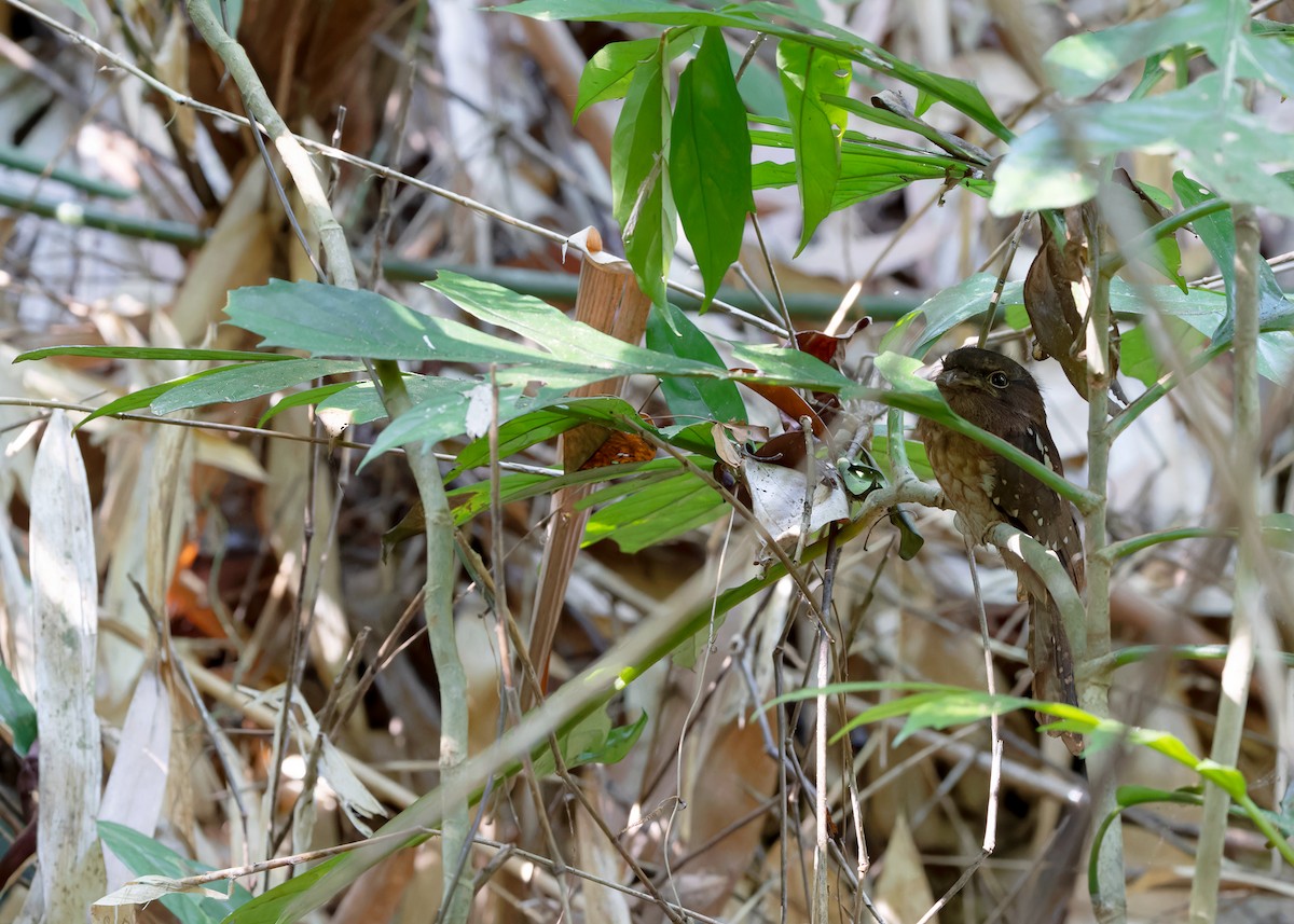 Gould's Frogmouth - Ayuwat Jearwattanakanok