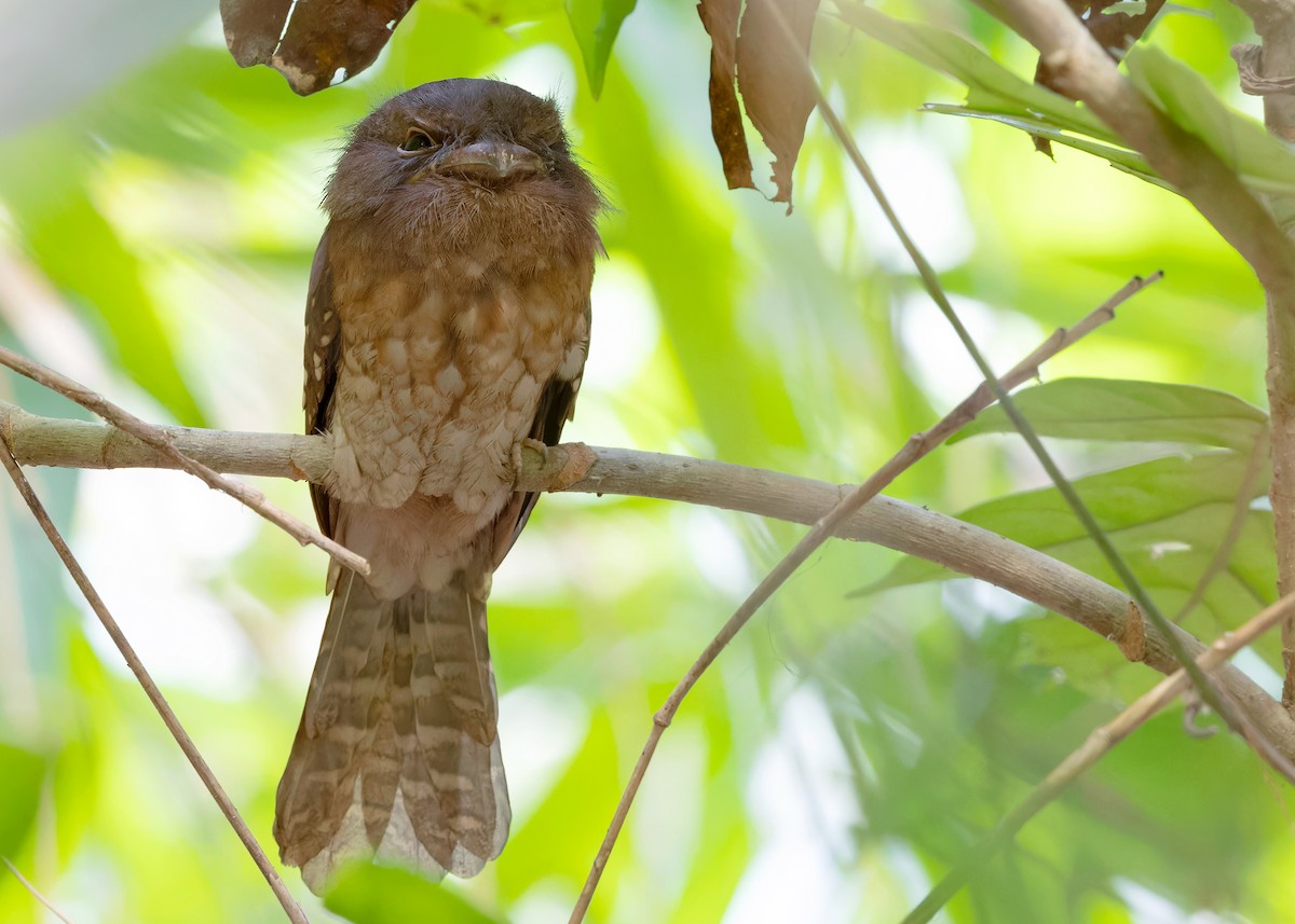 Gould's Frogmouth - Ayuwat Jearwattanakanok