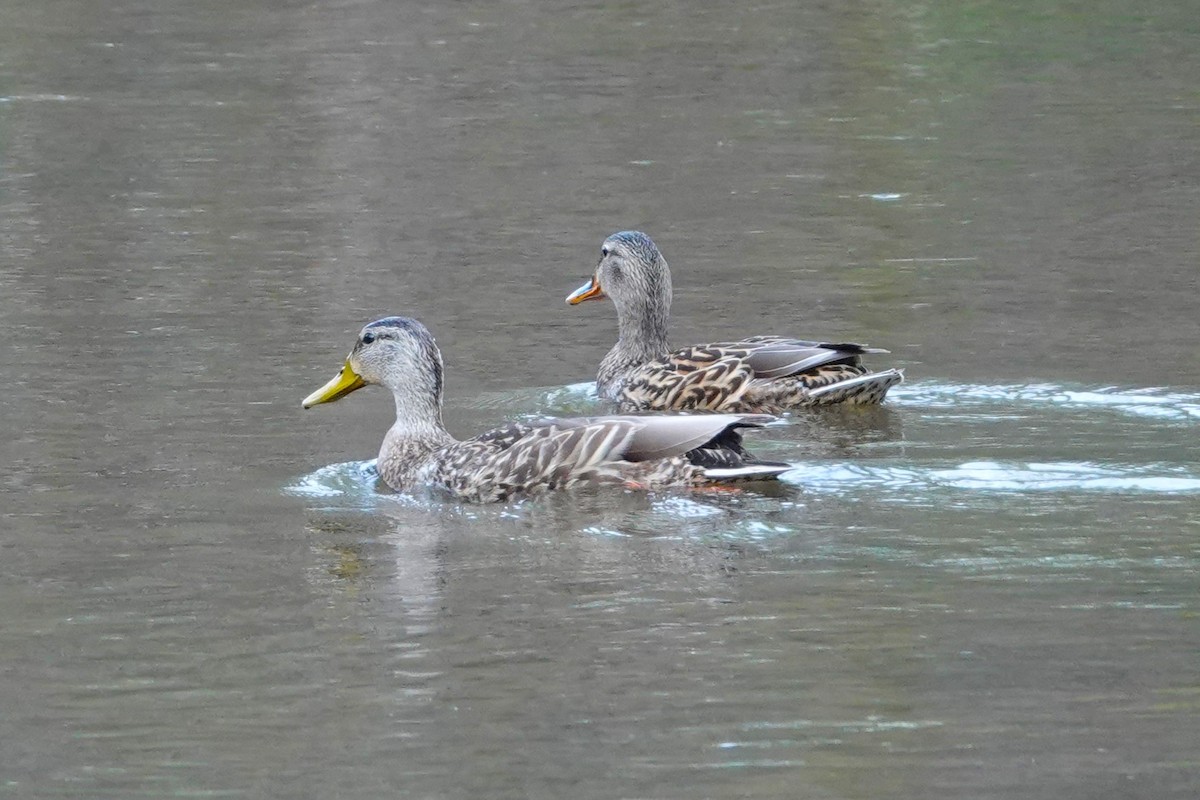 Mallard/Mexican Duck - ML617165978