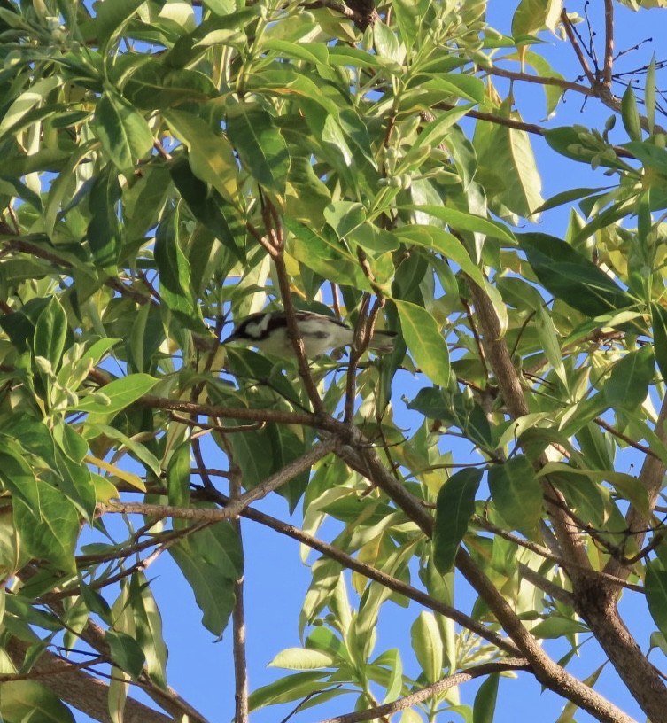 Chestnut-sided Warbler - ML617165982