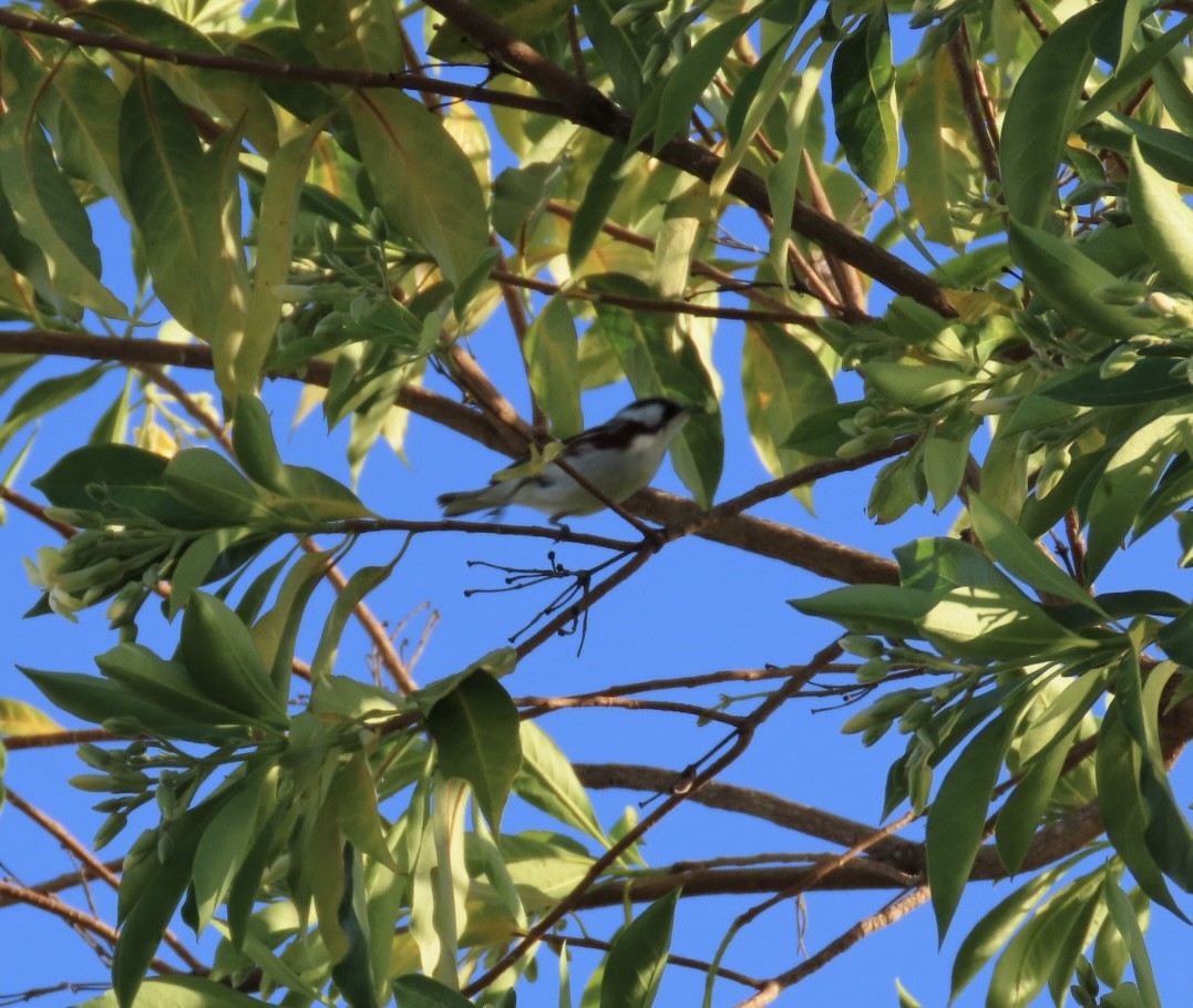 Chestnut-sided Warbler - Rita Phillips