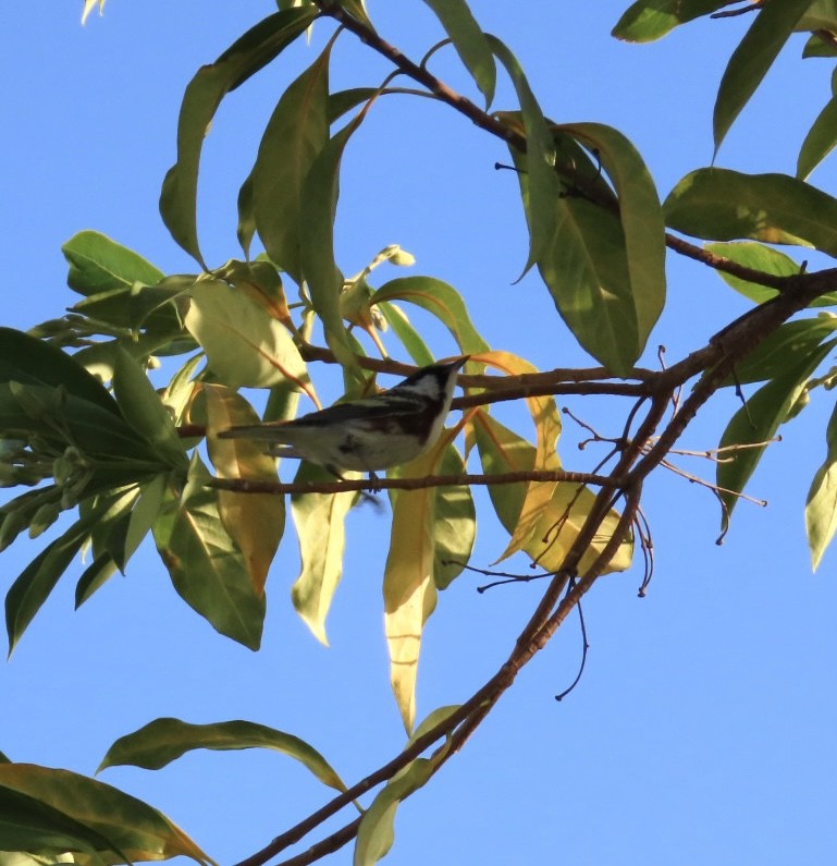 Chestnut-sided Warbler - ML617165984