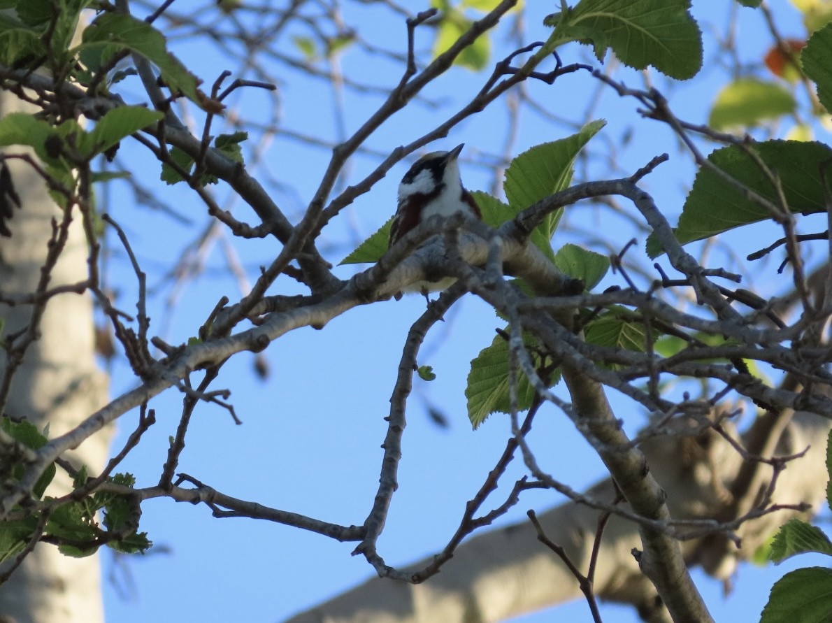 Chestnut-sided Warbler - Rita Phillips